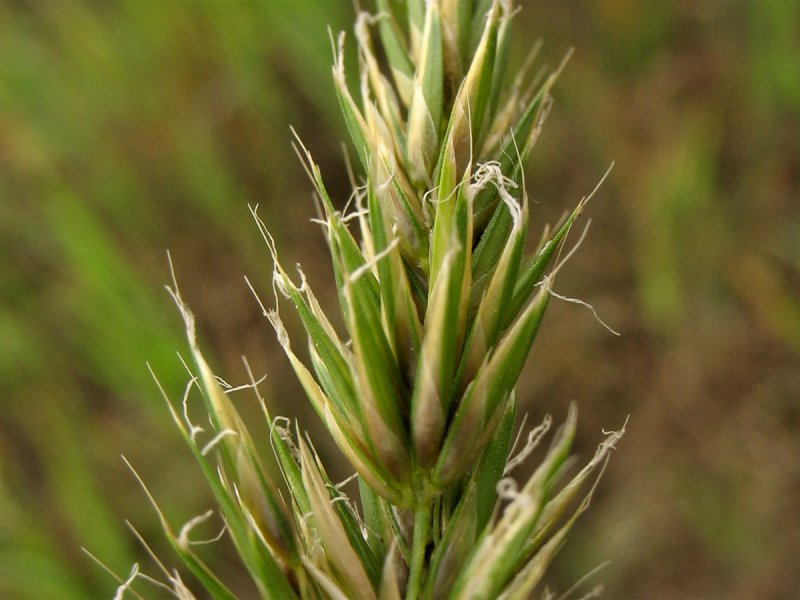 Anthoxanthum odoratum
