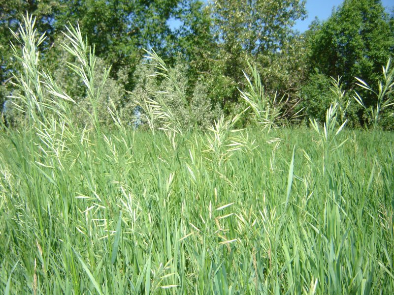 Anthoxanthum odoratum