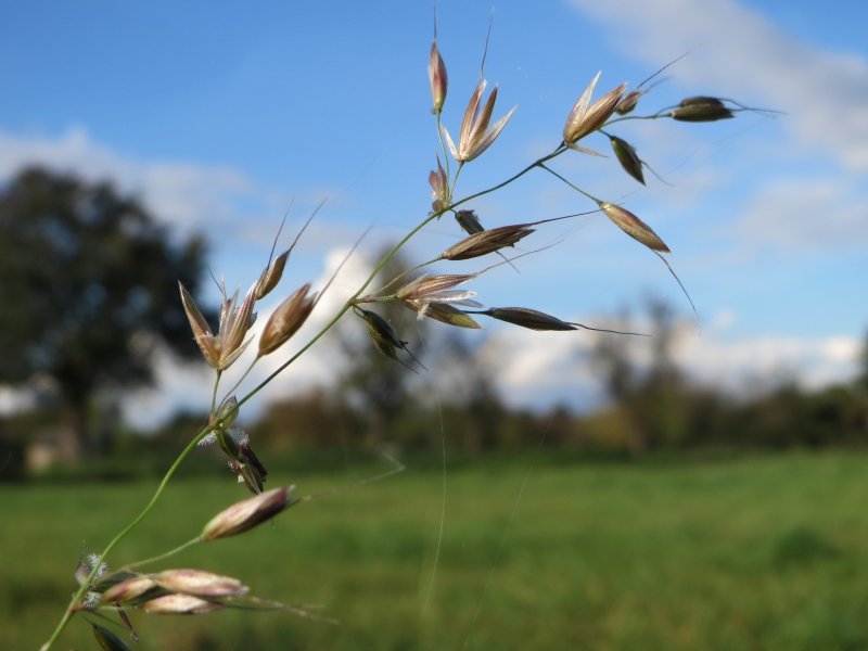 Колосок Anthoxanthum odoratum