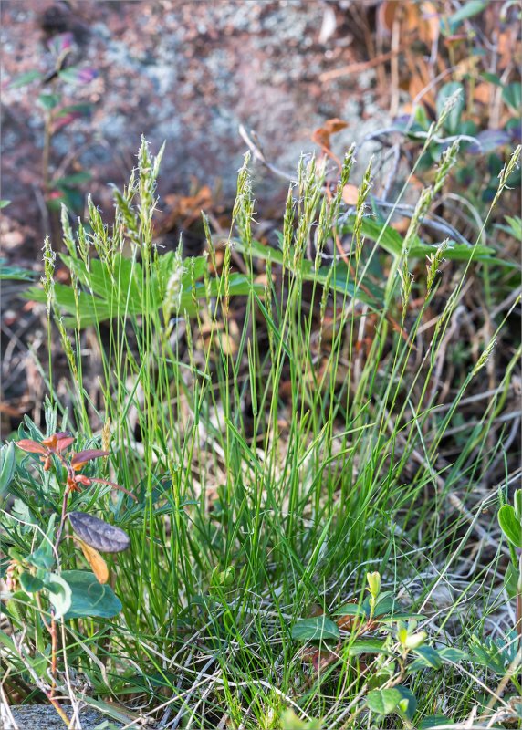 Ежа сборная Dactylis glomerata