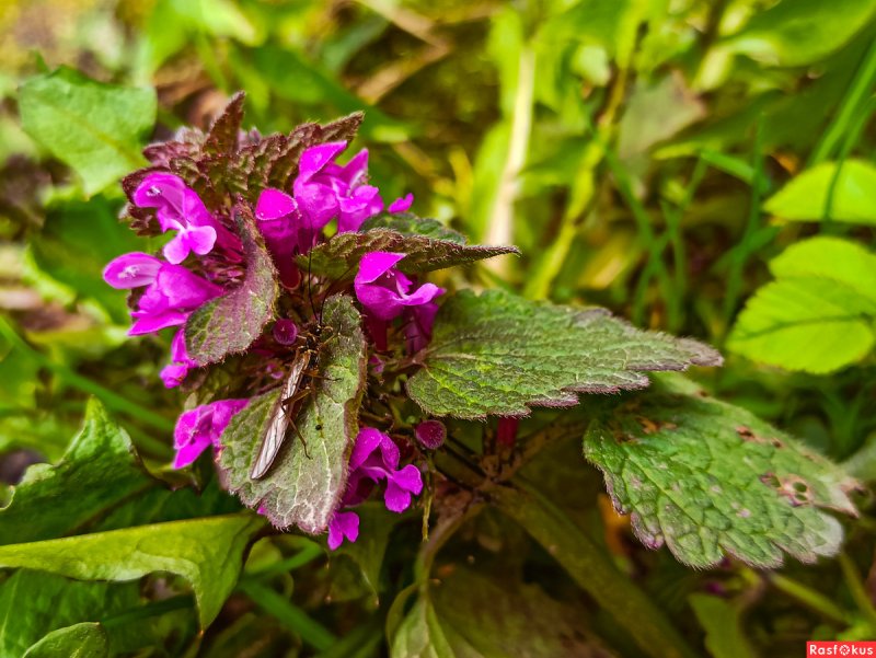 Purple Deadnettle