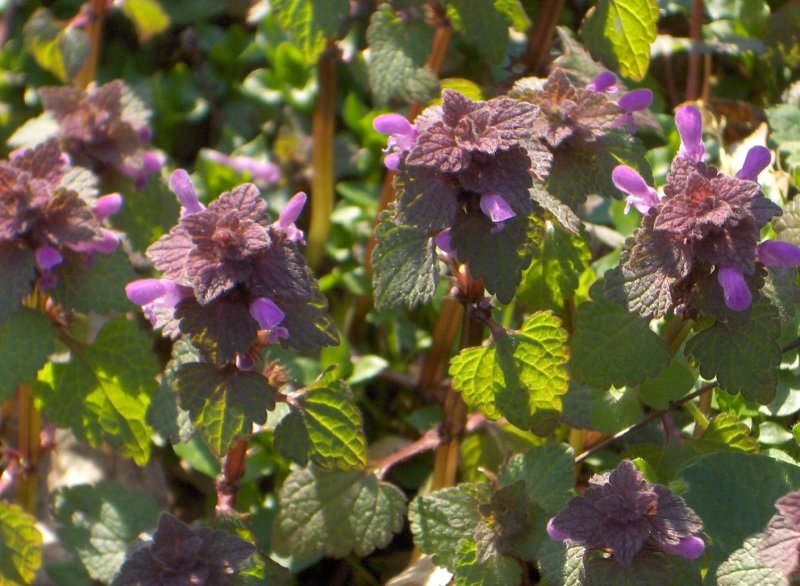 Яснотка пятнистая (Lamium maculatum)