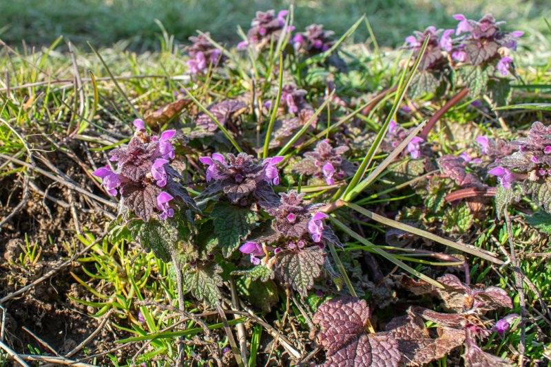 Lamium растение