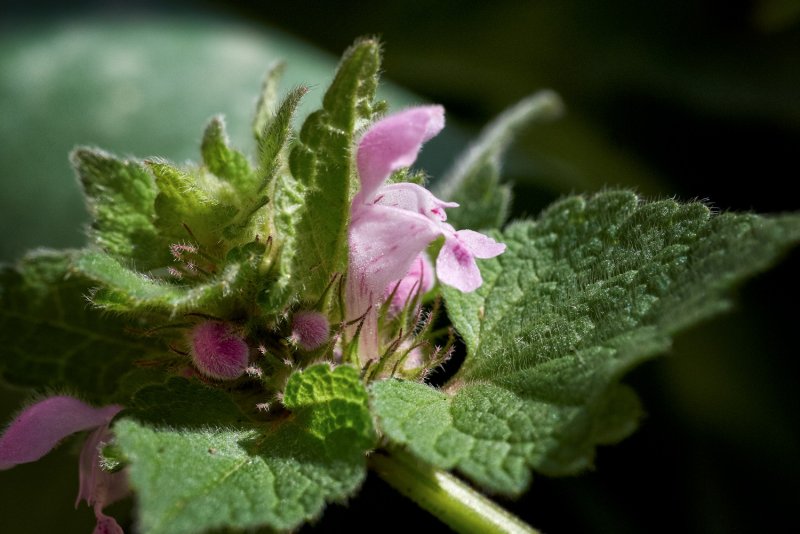 Lamium purpureum l.