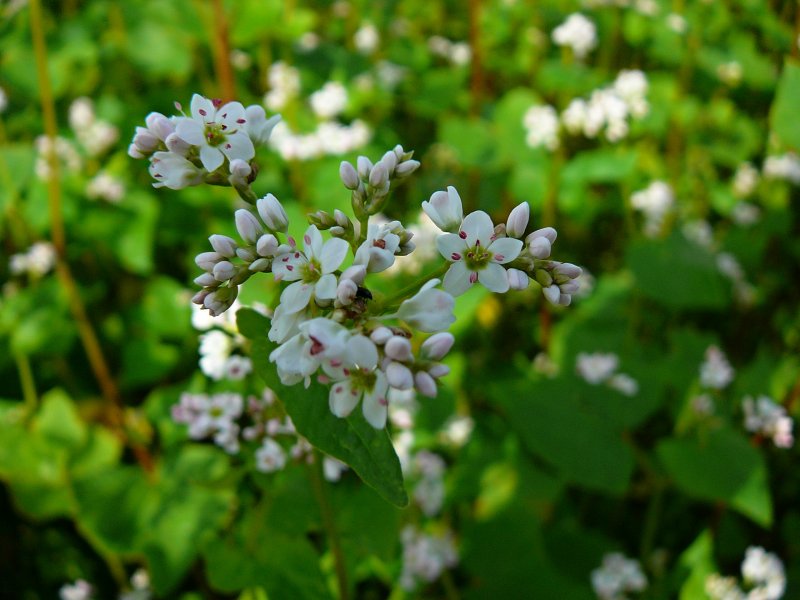 Гречиха посевная (Fagopyrum esculentum)