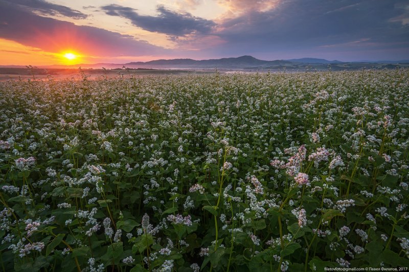 Гречиха посевная крупа