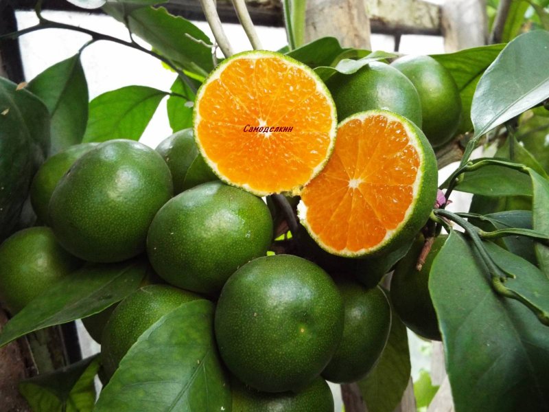 Мандарин уншиу Citrus unshiu