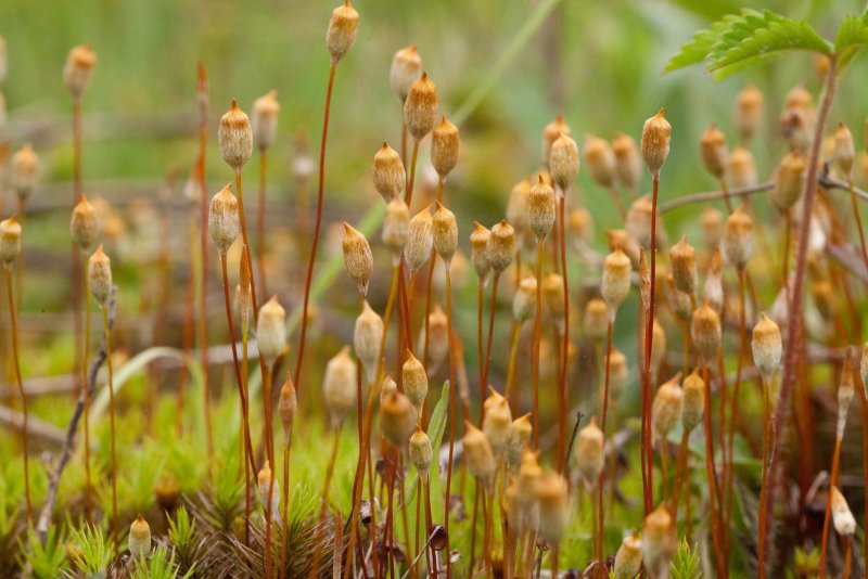 Polytrichum commune (Кукушкин лён обыкновенный)