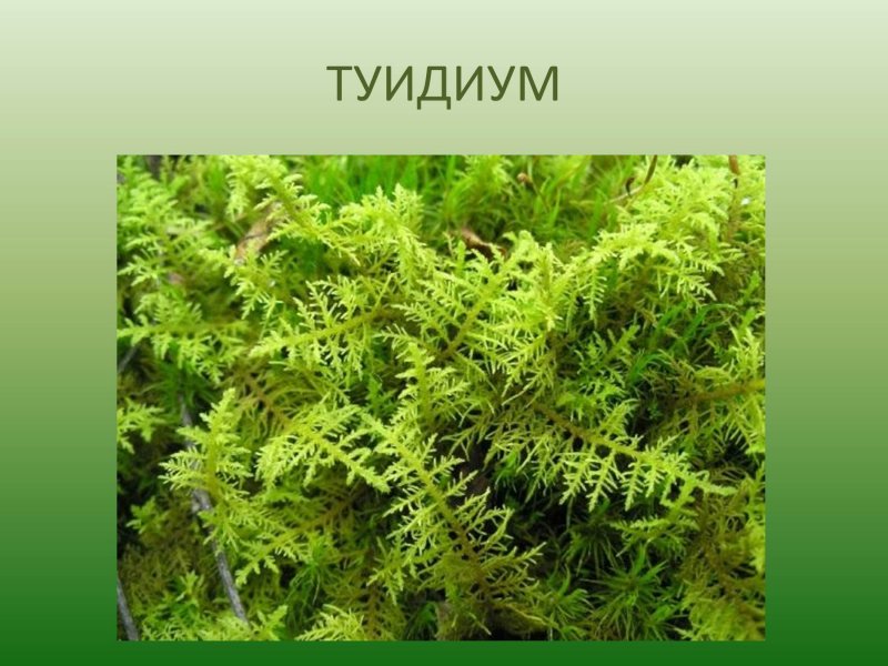 Сфагнум листостебельный