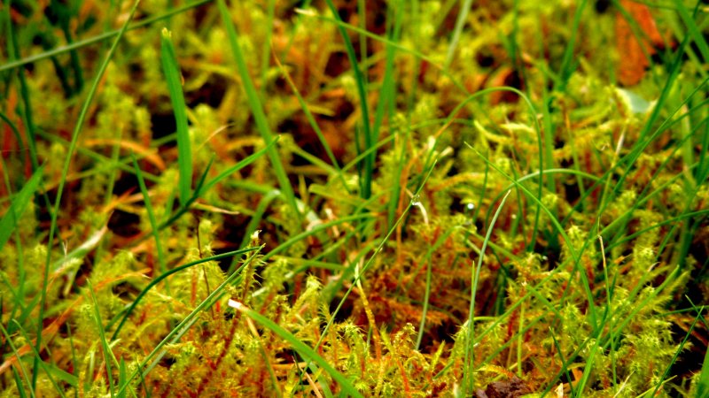 Hypnum cupressiforme