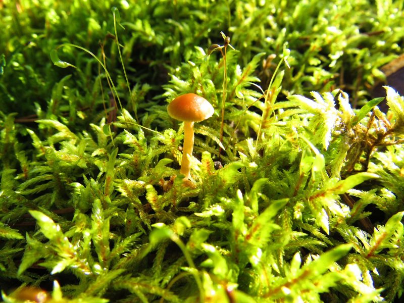 Moss sporophyte