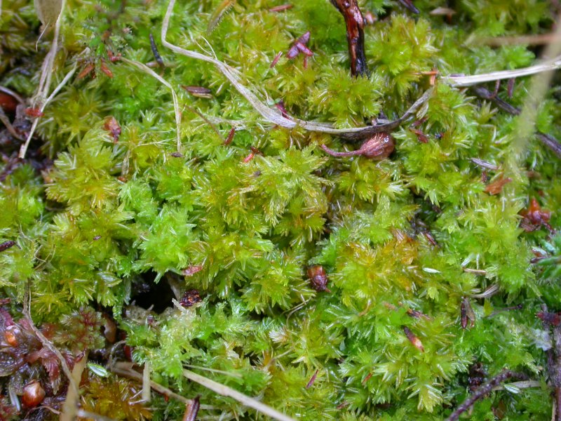 Funaria hygrometrica мох