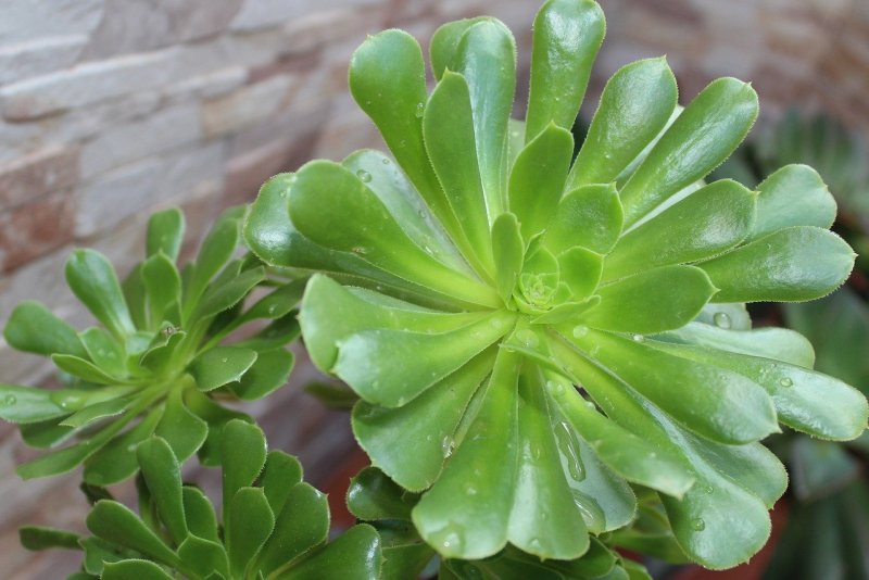 Aeonium Crest
