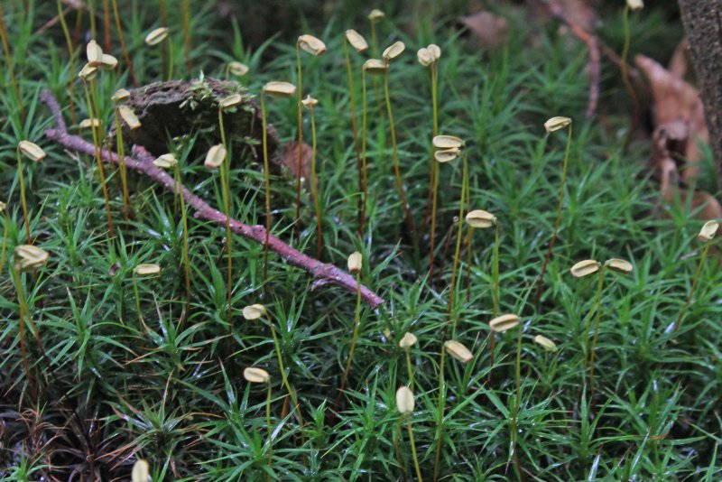 Polytrichum commune (Кукушкин лён обыкновенный)