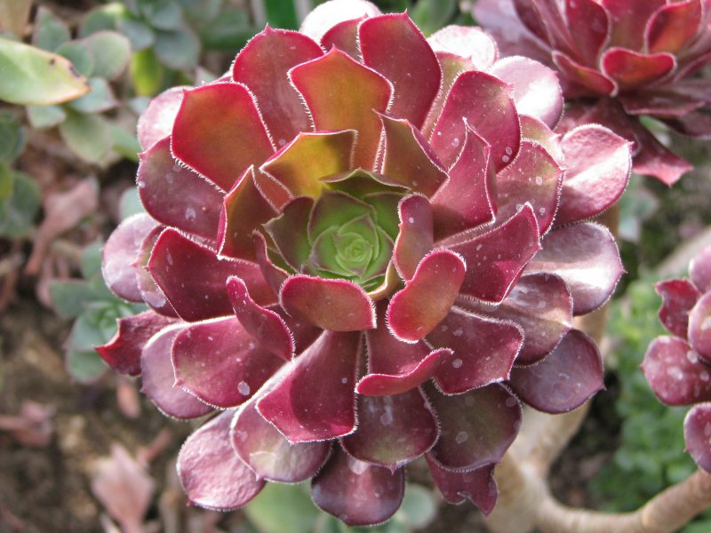 Aeonium arboreum