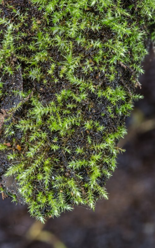 Callicladium haldanianum