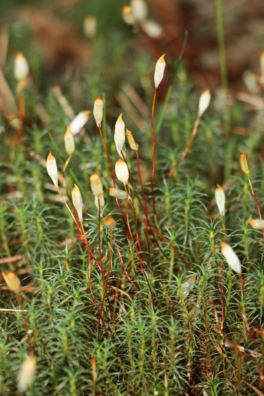 Кукушкин лен - Polytrichum commune