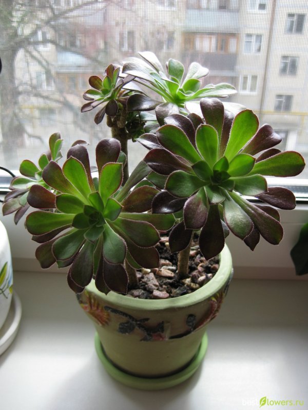 Эониум Aeonium роза