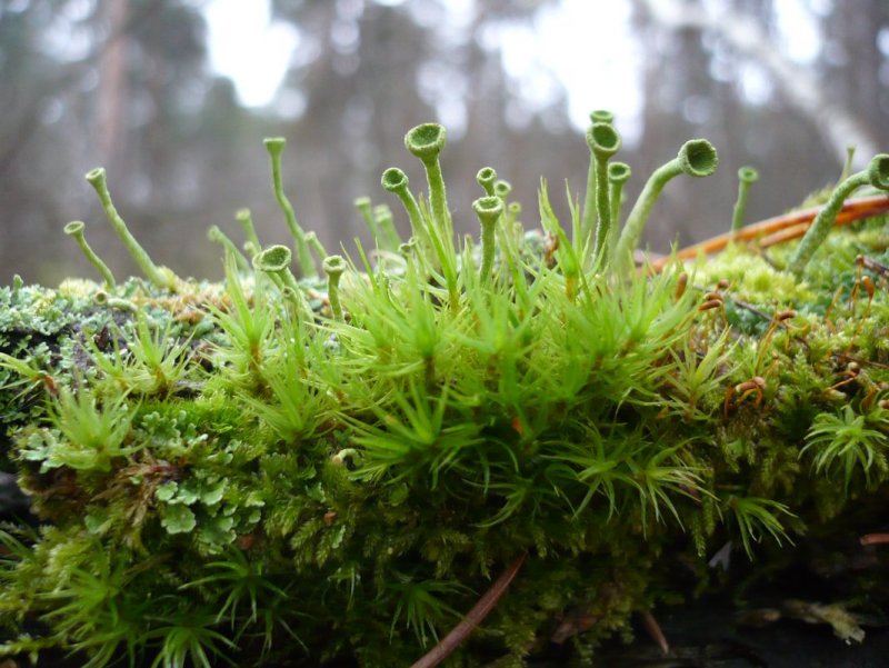 Мхи Bryophyta