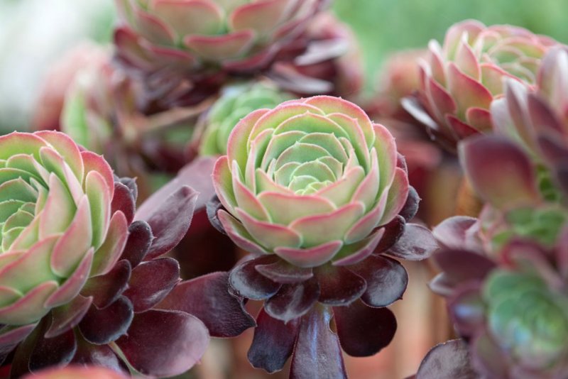 Aeonium undulatum (Эониум)