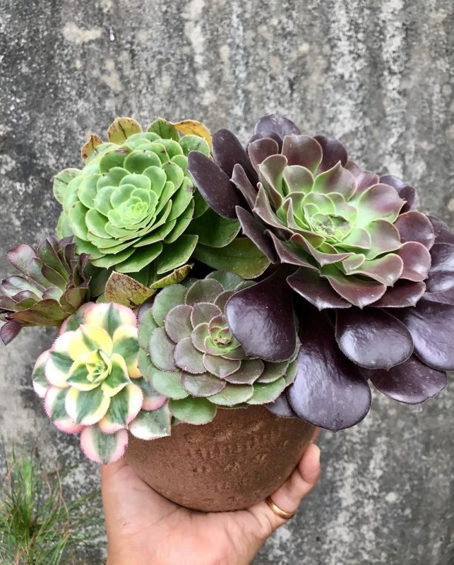 Aeonium tabuliforme