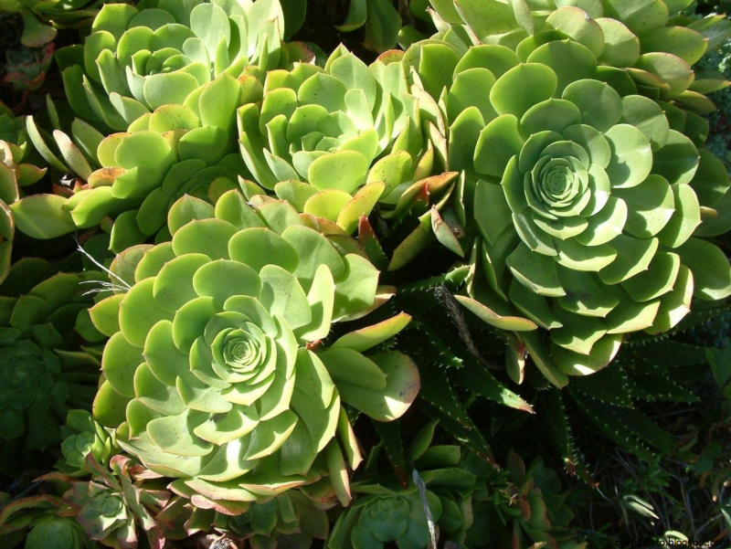 Aeonium burchardii