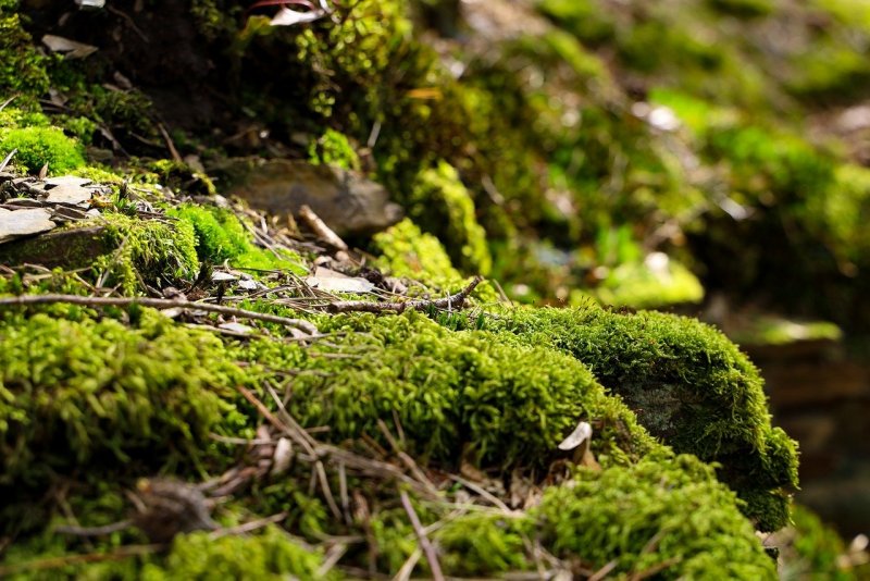 Polytrichum commune (Кукушкин лён обыкновенный)
