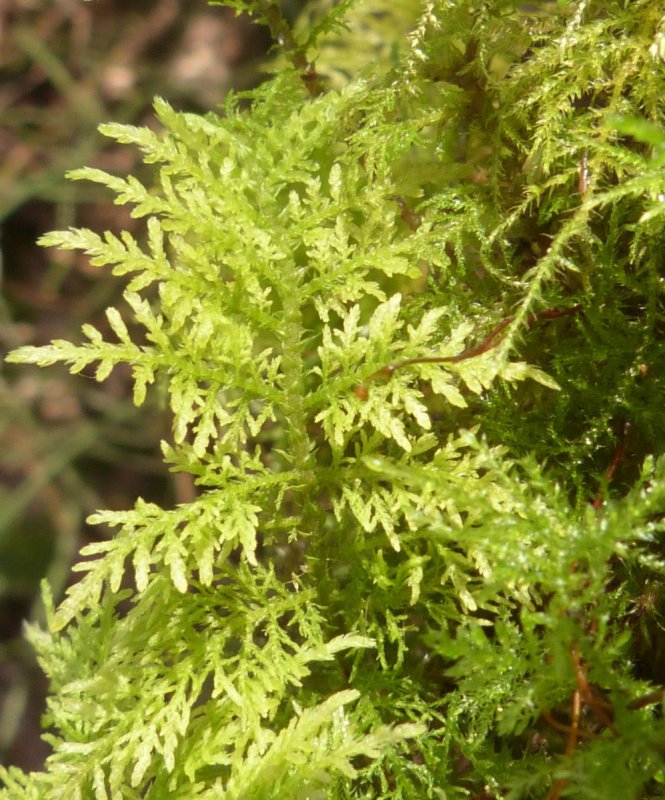 Aulacomnium acuminatum