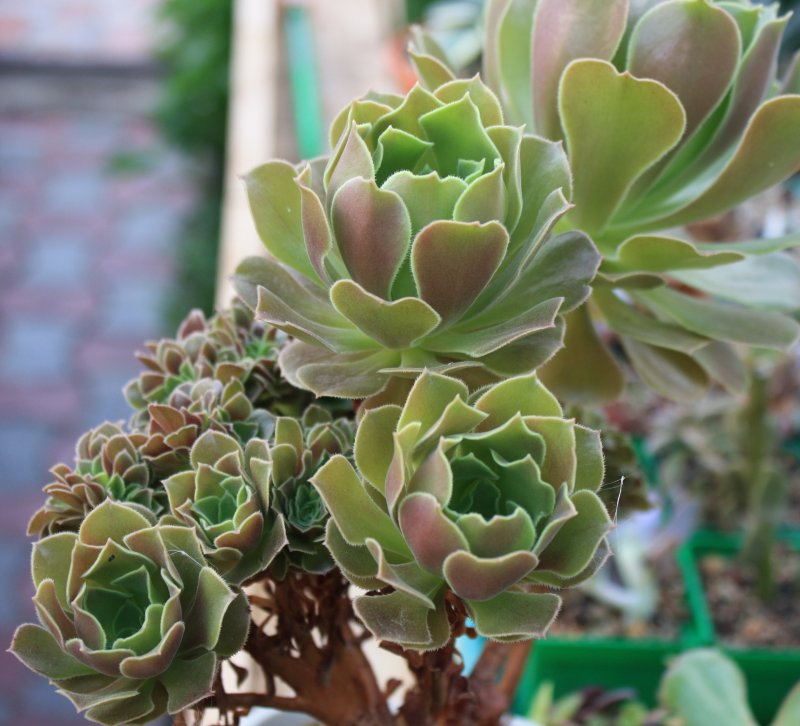 Aeonium arboreum Atropurpureum