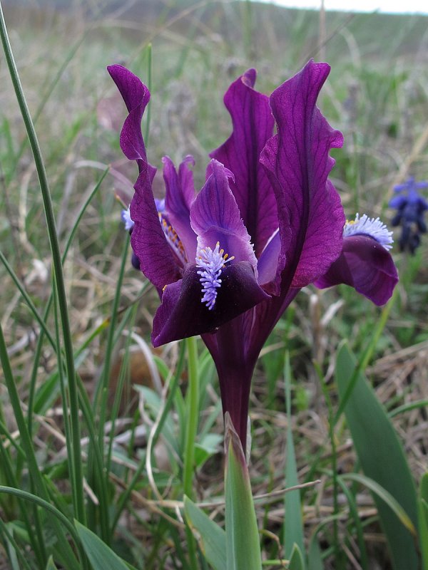 Ирис pumila Larrikin