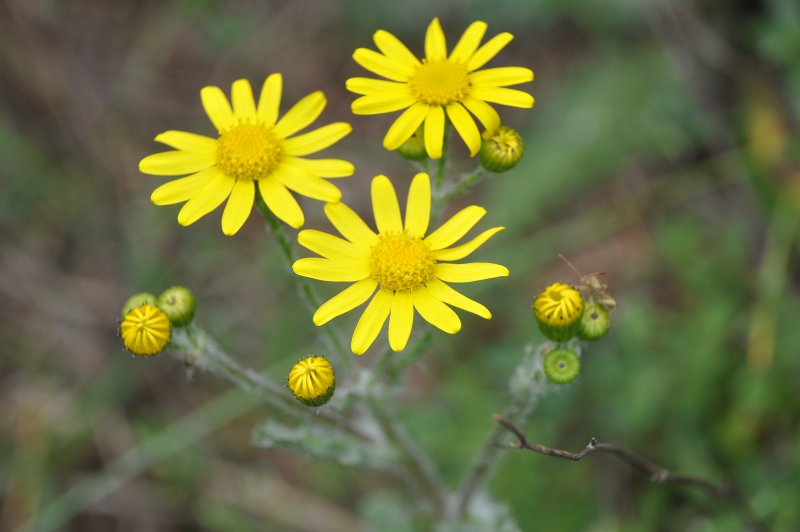 Senecio vernalis