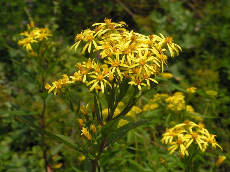 Senecio Nemorensis