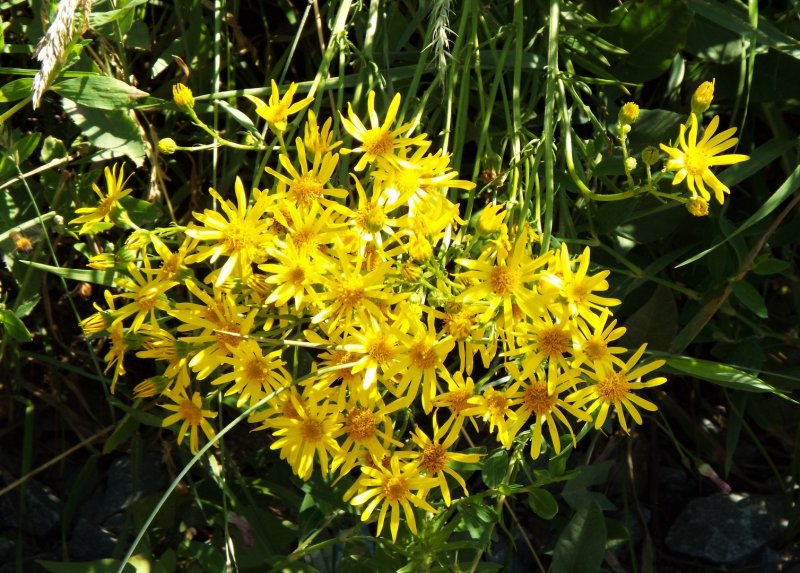 Крестовник Senecio jacobaea