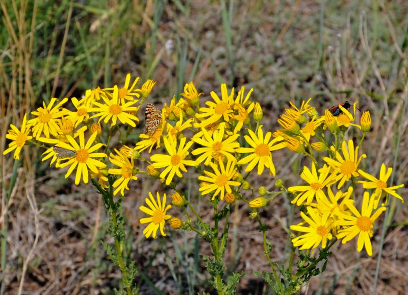 Крестовник Луговой (Senecio jacobaea l.)