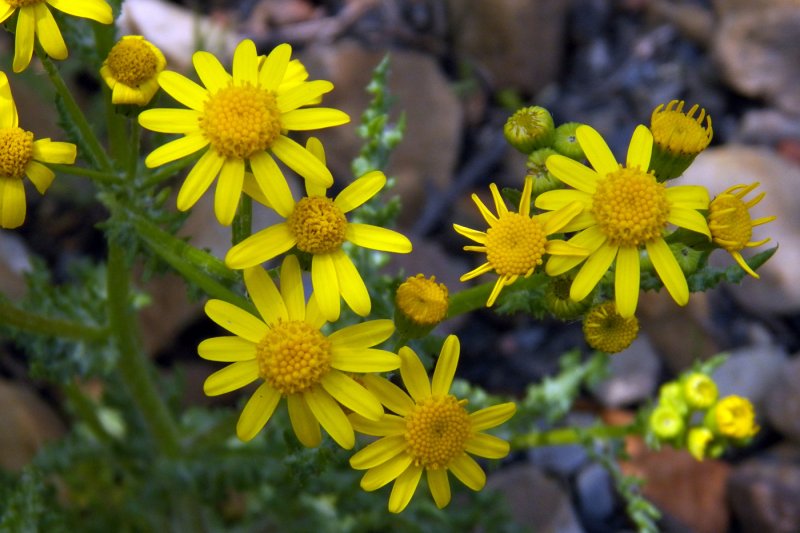 Senecio vernalis растение