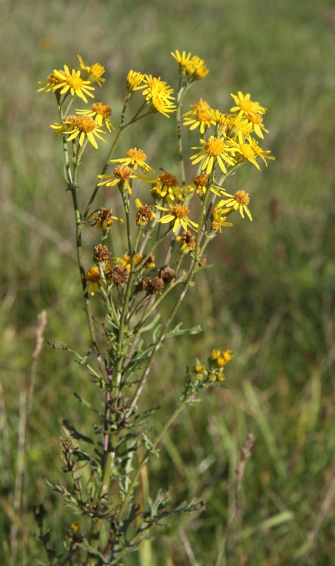 Крестовник Senecio jacobaea
