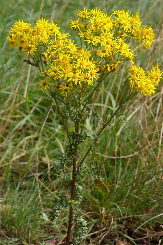 Крестовник Якова Senecio jacobaea