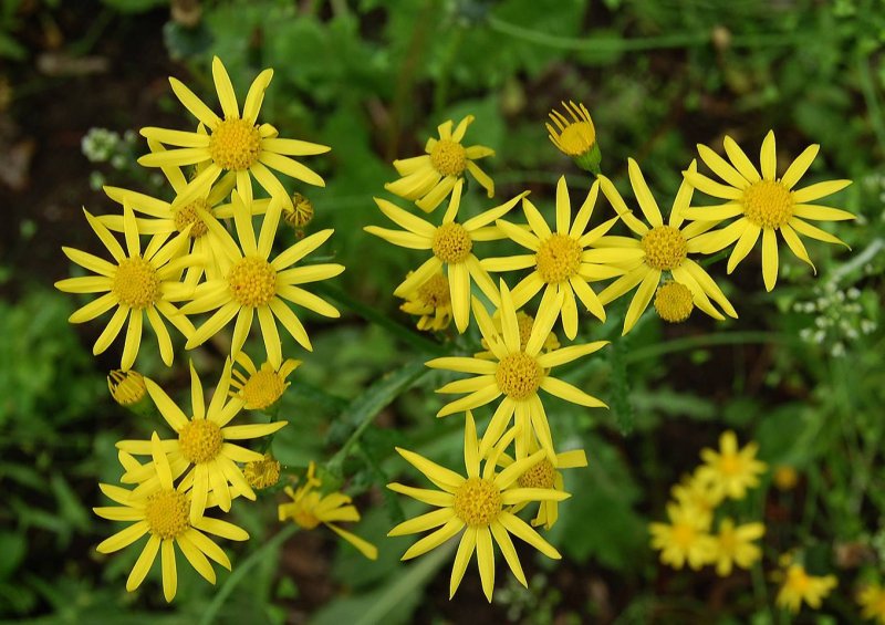 Senecio vernalis – крестовник весенний