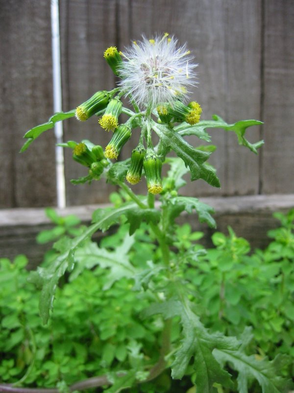 Крестовник обыкновенный (Senecio vulgaris)