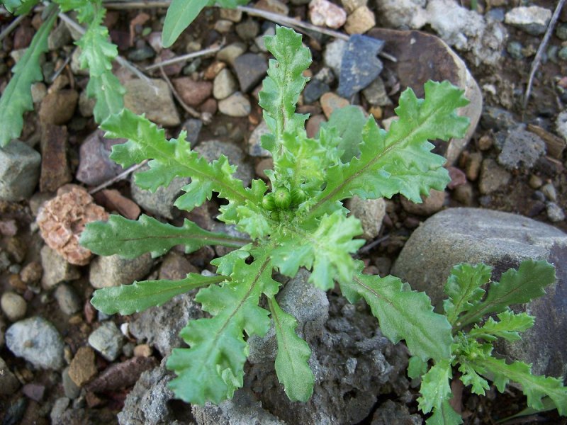 Кресто́вник обыкнове́нный (лат. Senecio vulgaris)