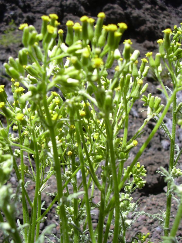 Крестовник Лесной Senecio sylvaticus бутоны