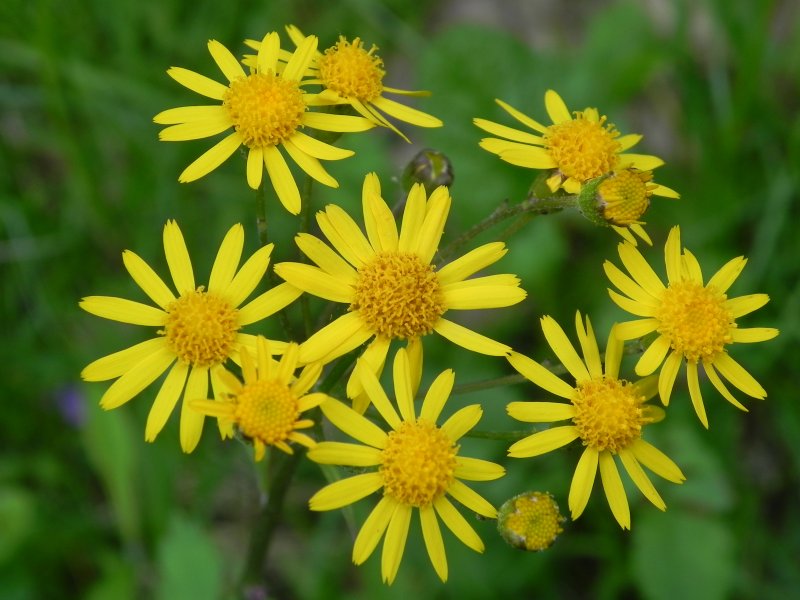 Senecio aureus (крестовник золотистый)