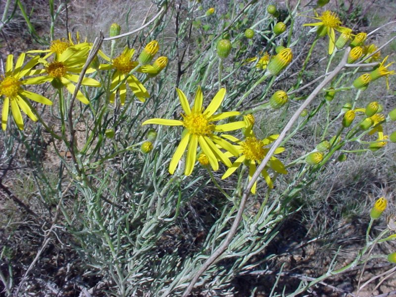 Крестовник дпиннодольный (Senecio longilobus