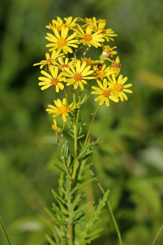 Крестовник Якова Senecio jacobaea