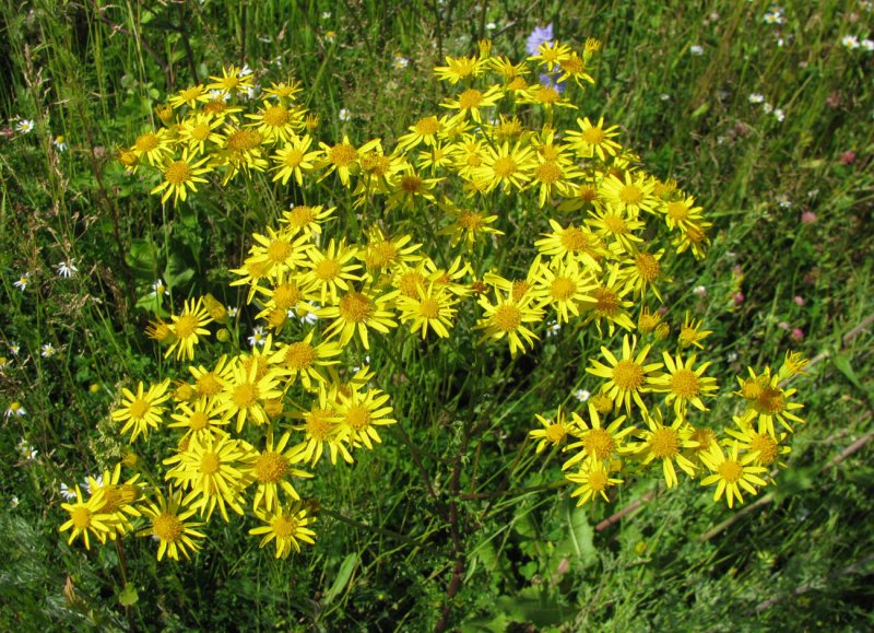Крестовник Senecio jacobaea