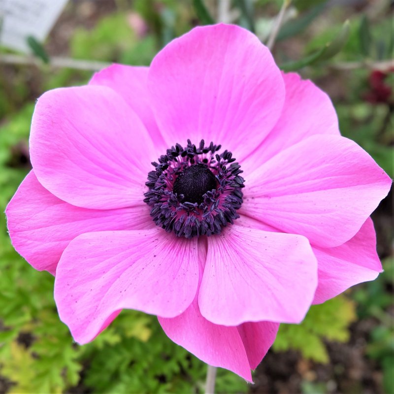 Анемона (Anemone)