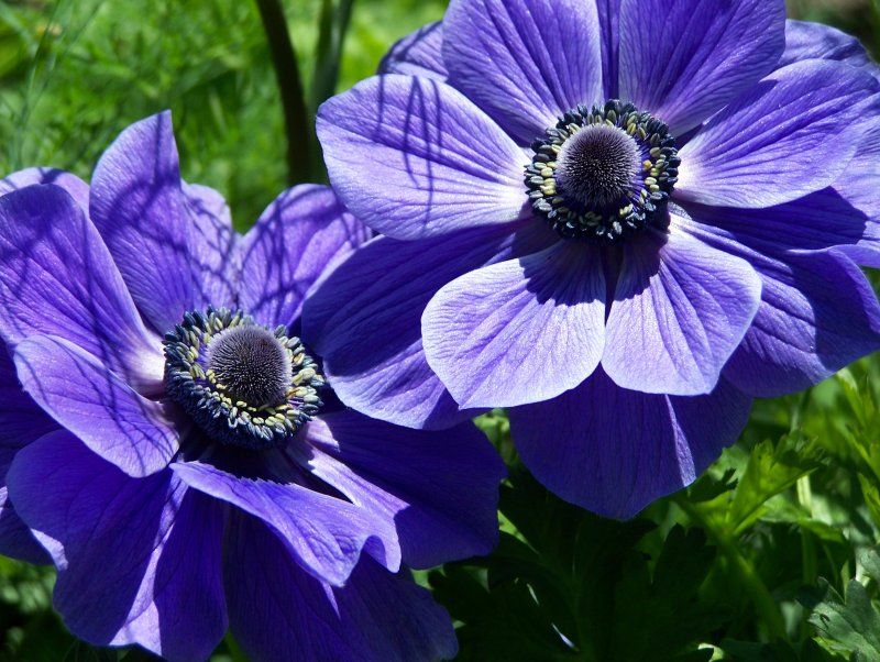Анемона (Anemone)
