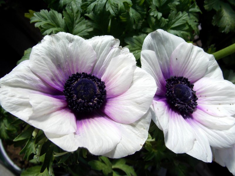 Анемона (Anemone)