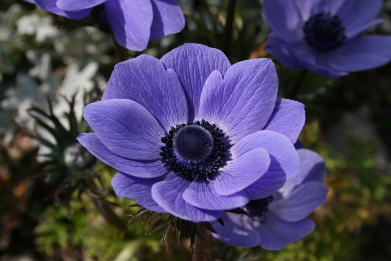 Anemone цветок