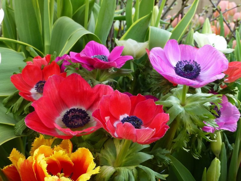 Анемона (Anemone)